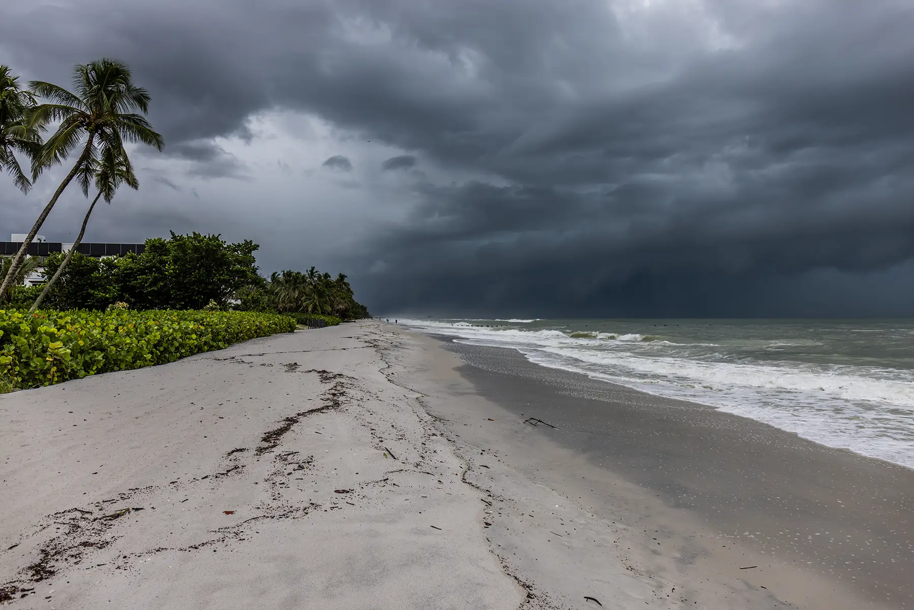 Coastal image of palm tree and beach with impending storm clouds
